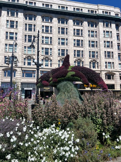 A topiary sculpture resembling an orca whale, adorned with dark purple and green foliage, stands prominently in the foreground of a grand, historic stone building in downtown Victoria, Canada. The sculpture is surrounded by a profusion of flowering plants, including white petunias and purple and pink blooms. Behind the sculpture, the stone facade of the building features numerous windows and decorative architectural elements. Streetlights and traffic signals are visible on the left side of the image, indicating an urban street setting. Several storefronts are visible at the base of the building, including "BLACKSMITH SHOES" and "ZINGARO FLORAL PERFUMERY". No people are clearly visible interacting with the sculpture or in the immediate vicinity. The sky is clear and blue.