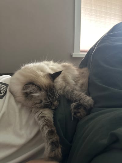 An indoor, close-up shot captured in Kuda, Russia, shows a fluffy cat resting comfortably. The cat, likely a Ragdoll or similar breed, has light cream-colored fur on its body, with darker, brownish-grey points on its face, ears, paws, and tail. It is lying on its side, seemingly asleep or deeply relaxed, with its eyes closed.
The cat is nestled against a dark green, soft fabric, which appears to be a blanket or duvet, creating a cozy and shaded environment for its rest. Part of its head and neck is resting on a white fabric, possibly a shirt or pillowcase, which features a partially visible black graphic design with abstract or geometric patterns. The text on the graphic is not clearly legible.
In the background, to the left of the cat, a window is visible. Bright, diffused daylight streams in through light-colored blinds, suggesting it is daytime, possibly morning or afternoon. Below the window, a light grey wall is visible. The lighting creates a soft glow around the cat's fur, highlighting its texture. The overall impression is one of peaceful rest and comfort.