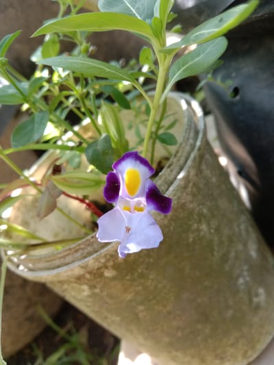 A close-up shot captures a single purple and yellow flower with delicate white petals, in focus, amidst lush green foliage. The flower is positioned in the foreground, emerging from a weathered, cylindrical pot that appears to be made of concrete or a similar material. The pot has a rough, textured surface, showing signs of age and discoloration, with hints of green algae or moss. Behind the flower and pot, the background is blurred, revealing more green leaves, thin stems, and what appears to be a dark, possibly black, object on the right side, which could be another pot or planter. The lighting suggests it is daytime, with some sunlight filtering through, creating bright spots on the foliage and pot. The overall impression is one of a small plant in a garden setting within Gampong Teungoh, Indonesia, showcasing the beauty of nature in a somewhat rustic environment.