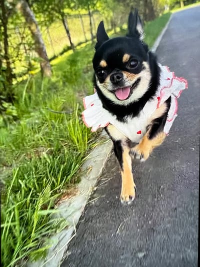 A black and tan chihuahua wearing a white ruffled collar with red hearts is running on a paved path next to a grassy area. The dog is in motion, with its front paws lifted off the ground and its tongue hanging out. The background is blurred but appears to be a natural environment with trees and greenery. The image is taken from a low angle, making the dog appear larger and more prominent. The location is described as "Летний Отдых, Russia."