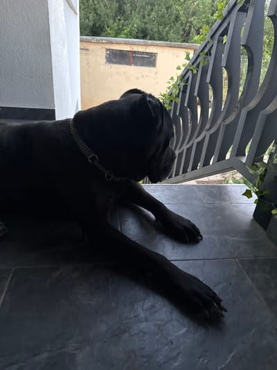 A dark-colored dog, possibly a Cane Corso, is lying down on a tiled patio. The dog is wearing a silver chain collar. In the background, there is a light-colored building with a window and a railing with green vines growing on it. The scene appears to be outdoors, possibly on a balcony or porch. The image is taken from a medium-low angle, focusing on the dog. The location is identified as Lepitsa, Bulgaria.