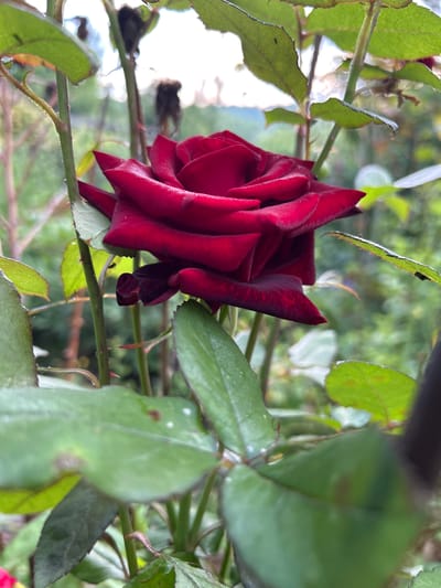 A close-up, eye-level, vertical shot captures a deep red rose in bloom, set against a blurred, green, outdoor environment that suggests a garden or natural setting. The rose, the primary subject, is positioned slightly off-center to the right, its petals tightly furled in the center and opening outwards. The deep red hue is rich and velvety, with darker, almost black tones at the base of the petals.
Green leaves, some in sharp focus and others softly blurred, surround the rose. Some leaves show signs of minor imperfections, such as small brown spots. Thorny stems are visible, contributing to the natural, slightly wild aesthetic. The background is a diffused wash of greens and whites, indicating foliage and possibly sky, with no discernible human presence or man-made structures that would indicate a specific urban location like Tătărești, Moldova. The lighting appears natural, possibly overcast or diffused sunlight, creating soft shadows and highlighting the texture of the rose petals and leaves. The overall impression is one of natural beauty and delicate detail.