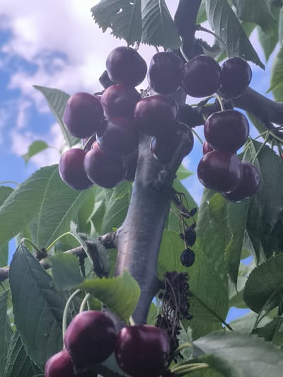 The image shows a close-up of a cherry tree branch laden with ripe, dark red cherries, set against a backdrop of a blue sky with white clouds. The cherries are clustered on the branches, some still attached by stems, while others appear to be drying out and shriveling. The leaves of the tree are a vibrant green, and the bark of the branch is dark and textured. The lighting suggests it is daytime, with natural sunlight illuminating the scene. The photograph appears to have been taken outdoors, likely in a garden or orchard. There is no indication of any people or specific landmarks that would identify the location as Hradenytsi, Ukraine.