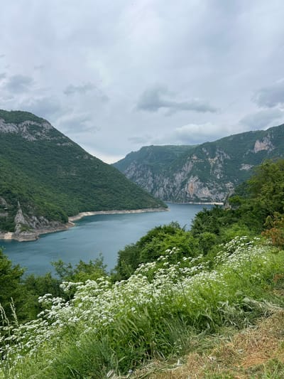 The image presents a majestic landscape featuring a large, calm body of water surrounded by steep, verdant mountains under an overcast sky. The scene is located in Plužine, Montenegro, strongly suggesting a view of Piva Lake, also known as Piva Reservoir.
In the foreground on the right, lush green vegetation dominates, comprising tall grasses and an abundance of small white wildflowers, creating a vibrant natural border. The perspective is from an elevated position, looking down and across the expansive water.
The central subject is the serene, turquoise-blue water of the lake, which stretches into the distance, reflecting the muted light from the cloudy sky. Along the far side of the lake, a distinct, narrow structure, possibly a road or part of the Piva Dam infrastructure, is visible hugging the base of the mountains.
The mountains are characterized by dense green forests covering their slopes, interspersed with exposed grey rock faces and cliffs, particularly prominent on the more distant peaks. The weather is overcast, with soft, diffused light indicating daytime conditions. The overall impression is one of natural grandeur and tranquility. There are no people, animals, specific activities, or visible text in the image.