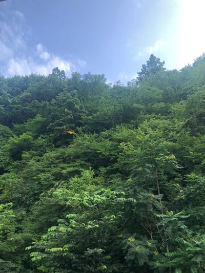 The image shows a dense, green forest covering a steep hillside, with a bright sky overhead. The forest is composed of numerous trees with lush green foliage, creating a textured and layered appearance. Some of the trees have lighter green leaves, while others are a darker shade of green, adding depth to the scene. A patch of yellow leaves is visible amidst the green, suggesting a possible change of season or a specific type of tree. In the foreground, a tall, slender tree with compound leaves and clusters of small yellow flowers stands out. The sky is a light blue with scattered white clouds, and the sun is shining, creating a bright and slightly hazy atmosphere, particularly on the right side of the image. There are no people or man-made structures visible. The scene appears to be a natural landscape, likely in a mountainous or hilly region. This image is located in Chiatura, Georgia, a region known for its lush green valleys and forests.