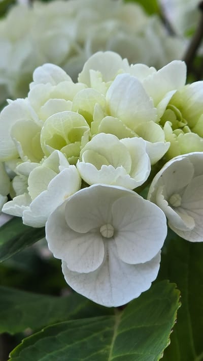 A close-up, vertical shot focuses on a cluster of white and pale green hydrangea flowers. The flowers are tightly packed, with many individual florets overlapping. The petals are delicate and have slightly ruffled edges. In the foreground, a single, larger white floret with a faint center detail is prominently displayed. The background is softly blurred, showing more of the hydrangea blooms and some dark green leaves. The lighting is soft, highlighting the texture and subtle color variations of the petals. There is no indication of any people, actions, or interaction in this image. The scene is a still life of flowers.