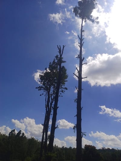 This image, captured in Kiangochi, Kenya, presents an outdoor scene under a bright sky. The upper two-thirds of the frame are dominated by a clear, vibrant blue sky interspersed with scattered white cumulus clouds. A strong light source, consistent with the sun, is positioned in the upper right, creating a bright glare and backlighting the foreground elements.
The primary subjects are several tall, slender trees silhouetted against the bright sky. On the far right, a very tall, almost entirely defoliated tree trunk rises vertically, displaying numerous short, stubby branch remnants. To its left, another tall, slender tree exhibits similar pruning, with most branches removed, though some sparse green foliage is present at its upper portion. Further left, a cluster of three thinner trees stands, one of which shows more significant green foliage towards its top and along some lower branches, while the others appear largely defoliated or sparsely branched. The lower portion of the image reveals a dense horizon line composed of dark green foliage, likely a forest or dense shrubbery. No human figures or discernible actions are present.