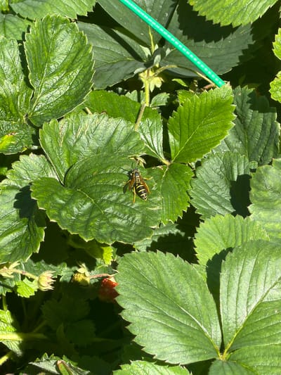 In an outdoor garden setting, likely within the city of Karachino, Russia, a yellow and black wasp is perched on a large, green strawberry leaf. The leaf is textured with visible veins and serrated edges. Surrounding it are other lush green strawberry leaves, casting shadows in the bright sunlight. A green, ridged garden stake or tubing is partially visible in the upper right portion of the frame. In the lower left, a small, red strawberry and two green strawberry buds are present, indicating the plant is in its fruiting stage. The overall scene depicts a close-up view of a strawberry plant with a wasp as the primary subject.