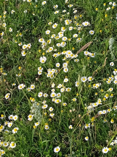 A close-up, overhead shot captures a vibrant field of white daisies with yellow centers, interspersed with lush green grass and blades of wheat. The daisies are the primary subjects, appearing in various stages of bloom, some fully open and others as small buds. Their white petals radiate outwards from bright yellow discs, creating a cheerful and natural aesthetic. The grass is dense and varied, with some taller stalks of wheat adding textural contrast to the scene.
The overall impression is one of a sun-drenched meadow on a clear day, likely in the late spring or summer. The lighting suggests it is daytime, possibly morning or afternoon, with the sun casting a warm glow. There are no people or specific objects other than the natural elements of flora. The scene evokes a sense of peace, natural beauty, and simplicity. The location context of Taran-Bazar, Kyrgyzstan, suggests a rural or mountainous landscape where such meadows are common. No text is visible in the image.
