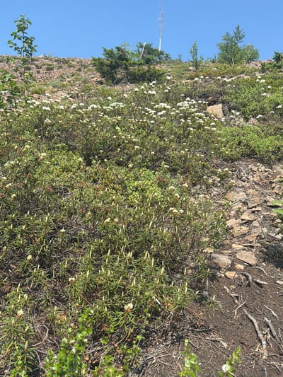 This image depicts a rocky, vegetated slope under a clear blue sky. The foreground is dominated by dense, low-lying green bushes with numerous small white flowers and buds. These bushes are interspersed with dry, tangled branches and twigs. The midground features a continuation of similar vegetation, with more white flowers, and a patch of rocky ground. In the background, the slope rises, covered with more rocks and sparse, small trees and shrubs. The overall impression is of a natural, possibly wild, environment. The image does not contain any people or discernible human activity, and its location in Talnakh, Russia, is not visually evident from the scene itself.