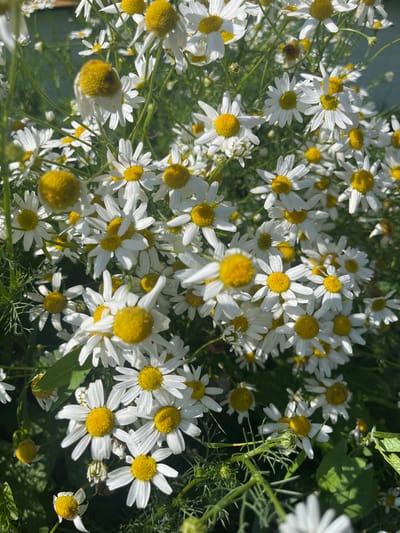 A close-up, overhead shot captures a dense cluster of daisies in full bloom. The flowers, with their characteristic white petals and bright yellow centers, are varied in their state of openness, with some fully bloomed, others partially open, and a few closed buds. The background is a soft blur of green foliage and a hint of a light-colored wall or structure, suggesting an outdoor setting. The lighting indicates it is daytime, with sunlight illuminating the petals and casting shadows. The daisies are the sole subjects, and there are no people or animals present. The scene is devoid of any discernible urban elements that would specifically place it in Мальцево, Russia, or any other city. The image focuses solely on the botanical subject matter.