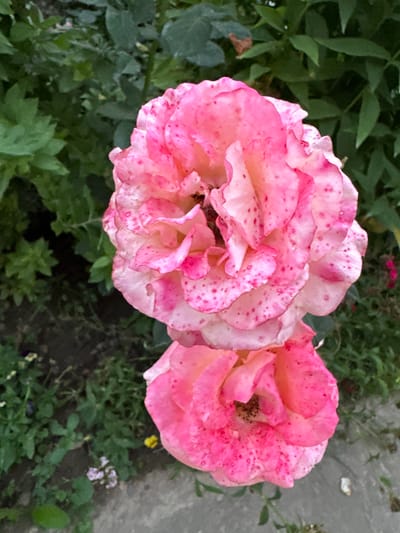 This is a close-up, vertical, eye-level shot of two pink roses in bloom, set against a backdrop of green foliage and dark soil. The roses are speckled with darker pink spots. The upper rose is larger and more fully open than the lower one. The scene appears to be outdoors in a garden setting.