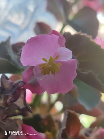 A close-up, low-angle shot focuses on a delicate pink begonia flower with yellow stamen, set against a blurred background of foliage and light. Some dried brown leaves are visible in the foreground. A watermark in the lower left corner reads "HONOR 90 200MP Matrix Camera". The image does not contain any elements that would allow for the determination of its location within the city of Krasnaya Polyana, Russia.