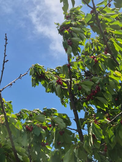 The image shows a tree with green leaves and red cherries against a bright blue sky with some wispy clouds. The view is looking upwards into the tree canopy. The location in the city of Han Krum, Bulgaria, is not discernible from the visual information provided in the image.