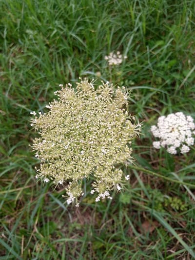A close-up, eye-level, vertical shot shows a cluster of delicate, cream-colored wildflowers against a blurred green background of grass. The main subject is a large, umbrella-shaped flower head composed of numerous tiny blooms, with some smaller white petals scattered around it. To the right and slightly further back, another, smaller, fully bloomed white flower of similar type is visible. The scene is set in a grassy area, possibly a park or meadow, in Zarkent, Uzbekistan. No people are present, and the focus is on the flora.
