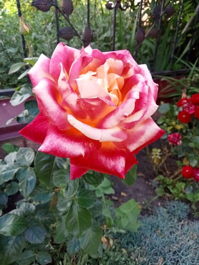 A close-up, low-angle, eye-level outdoor shot features a bi-colored rose in full bloom, predominantly red with white and yellow highlights on its petals. The rose is positioned in the foreground, slightly to the left of center, with its head tilted downwards. Its petals are unfurling, revealing a layered, intricate structure. The background is softly blurred, showing lush green foliage, a black decorative metal fence with leaf motifs, a rosebud, and several smaller red roses in the mid-ground. The ground beneath the rose appears to be a mix of soil and low-lying green and blue-gray plants. The lighting suggests it is daytime, possibly late afternoon, with soft shadows cast. The scene is set in a garden environment.