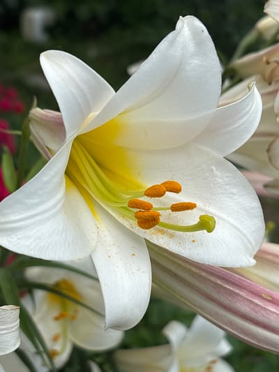 The image is a close-up photograph of a white lily flower with yellow and green accents. The flower has six petals, which are wide and curved outwards. The center of the flower contains prominent stamens with orange pollen. The background is blurred, showing hints of green foliage and other flowers. The photograph appears to be taken outdoors in natural lighting. There is no information available regarding the location in the city of Gurkovo, Bulgaria.