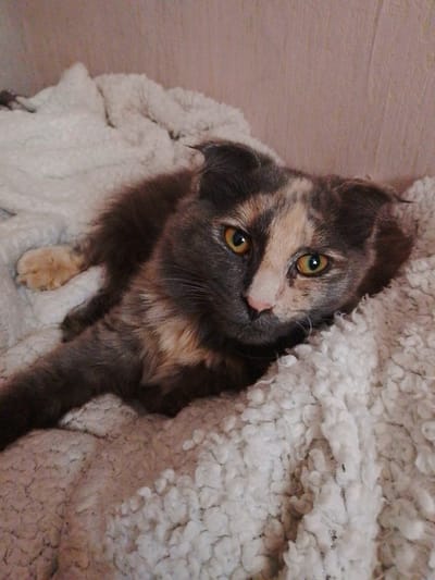 A calico cat with gray, black, and orange fur lies on a fluffy white blanket. The cat's eyes are open and looking towards the camera. The background is a muted pink wall. The image appears to be taken indoors, likely in a home. There is no visible information to suggest the image is located in Kamyshlov, Russia.