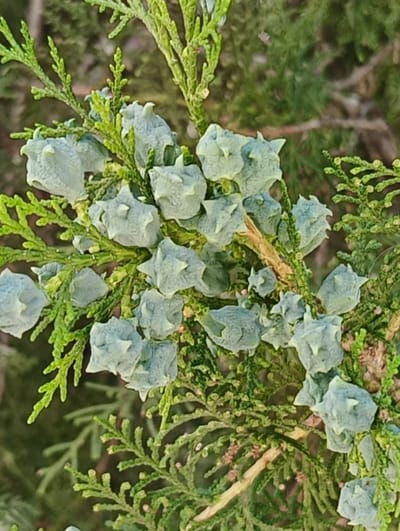 This image presents a forensic, close-up view of a coniferous plant branch, specifically a species exhibiting scale-like foliage and numerous immature female cones, observed in the city of Maiaky, Ukraine. The branch is densely covered with vibrant, bright green, flattened scale-like leaves. Interspersed among the foliage are numerous small, approximately ovoid cones, characterized by their glaucous, light bluish-green coloration and distinct, pointed, warty protuberances on their surfaces. The cones appear unripe, indicating an active reproductive phase of the plant. A muted, out-of-focus background of darker green foliage suggests an outdoor natural environment. Natural light illuminates the subject, highlighting the textural details of both the leaves and the developing cones. No human subjects or discernible man-made objects are present within the frame.