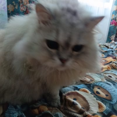 A fluffy, light-colored cat with dark eyes is the central subject of the image. The cat is positioned on a blanket adorned with a pattern of teddy bears wearing blue hats. In the background, there's a curtain with a floral print. The image is blurry, particularly the cat's face, making precise details difficult to discern. The scene appears to be indoors. There is no information in the image that would indicate its location in Kalitino, Russia.