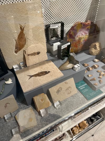 This image captures a close-up of an indoor display case showcasing a variety of fossils and geological specimens, likely for retail or exhibition. The items are arranged on gray risers and clear acrylic stands, set against a light-colored surface, possibly felt.

On the left, a large, colorful slab, resembling petrified wood or a large ammonite fossil, exhibits vibrant red, purple, and yellow concentric patterns. Below it, two fossilized shark teeth are presented in black rectangular cases; one label reads "FOSSILIZED Shark Tooth C. Megalodon... from South Carolina USA."

Towards the top middle-right, a prominent, large fossilized shark tooth is displayed next to several smaller, conical teeth labeled as "MOSASAUR TEETH," with prices indicated as "$7.99" for small and "$39.99" for large.

The central and lower portions of the display feature multiple flat stone slabs containing fossilized fish, with one large fish fossil being particularly notable in the bottom left. Other slabs hold smaller fossils, including shrimp or crustacean imprints, some marked with small "$2.50" price tags. In the upper right, small, dark tumbled stones and numerous light-colored ammonite fossils are visible in separate containers.

The scene suggests a curated collection, possibly in a museum gift shop or a specialty store in Woolloomooloo, Australia, allowing visitors to observe and purchase these ancient artifacts.