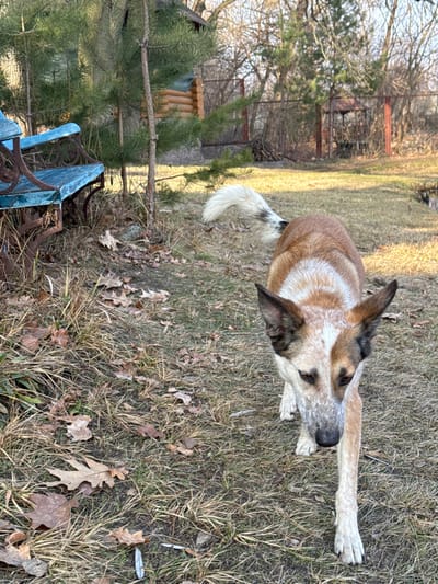 An outdoor, eye-level shot, rotated 90 degrees clockwise, features a medium-sized dog lying on dry grass and fallen leaves. The dog has a mix of reddish-brown, white, and grey/black speckled (roan/merle) fur, particularly on its face, legs, and tail. Its body is predominantly tan/brown, and its chest and muzzle show lighter, speckled markings. The dog has upright, pointed ears and brown eyes, and is seen resting with its front paws stretched out, looking towards the right side of the frame with a calm expression. Its tail, light-colored with darker speckles, is curled.

The setting appears to be a rural or backyard environment in late winter or early spring, as indicated by the bare deciduous trees in the background and the dry, dormant grass on the ground, mixed with brown oak leaves. Several small evergreen trees are visible on the left side of the frame. In the background, a rustic wooden structure, possibly a bird feeder or small shelter, can be seen, partially obscured by the evergreens. A weathered, light blue or turquoise painted metal bench with ornate, rusty scrollwork is in the bottom-left foreground. Further in the distance, behind the bare trees, there is a hint of a metal fence or gate. The lighting suggests a clear day, possibly late afternoon or early morning, with direct sunlight casting soft shadows. The location is Plyuty, Ukraine.