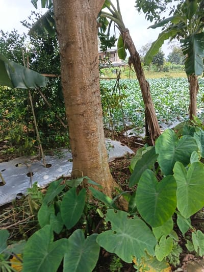 This image captures a vibrant agricultural scene in Kolwara, Papua New Guinea, under bright daylight conditions. The foreground is dominated by a thick, light brown tree trunk on the left, with large, heart-shaped green leaves, characteristic of taro or colocasia plants, growing around its base and extending to the lower right.

In the mid-ground, a banana plant stands to the right of the large tree, bearing a cluster of green, unripe bananas. Another banana plant is partially visible further right. The ground in this area and extending into the background is covered with rows of silver plastic mulch, a farming technique often used for moisture retention and weed control. Through openings in the mulch, green crops, possibly vegetables or other food plants, are growing in neat rows, creating a lush, verdant field that stretches across the background. Some wooden stakes or trellises are visible among these plants, supporting their growth.

In the distant background, beyond the cultivated field and surrounded by foliage, a small building with a light-colored roof can be seen, hinting at a rural or village setting. No people or visible text are present in the image, which showcases active cultivation and diverse plant life typical of a tropical agricultural landscape.