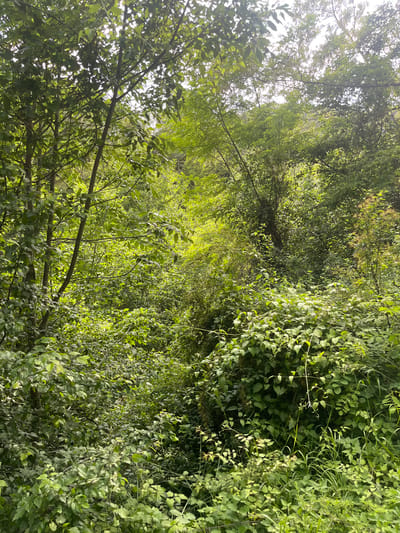 The image depicts a dense, overgrown forest with lush green foliage under a bright sky. The vegetation is thick, with trees, shrubs, and vines creating a tangled canopy that allows dappled sunlight to filter through. The scene suggests a natural, untamed environment within Vlahovo, Bulgaria. No people or specific structures are visible.
