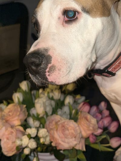 The scene, located in Bazarovo, Russia, displays a close-up, side profile of a dog's head, positioned in the upper portion of the frame. The dog features white fur with light brown patches around the ear and eye, a black, textured snout, and pink skin with scattered dark spots around its muzzle. Its right eye, partially visible, exhibits a distinct light blue reflection. A reddish-brown collar with a silver-colored metal ring is present around the dog's neck. In the blurred foreground, a substantial floral arrangement is visible, consisting primarily of light pink roses, white tulips, and smaller white flowers, arranged in a white vase or container partially visible at the bottom. The background is dark and indistinct, suggesting an indoor setting with subdued lighting. There are no human subjects visible. The dog appears to be passively observing the flowers.