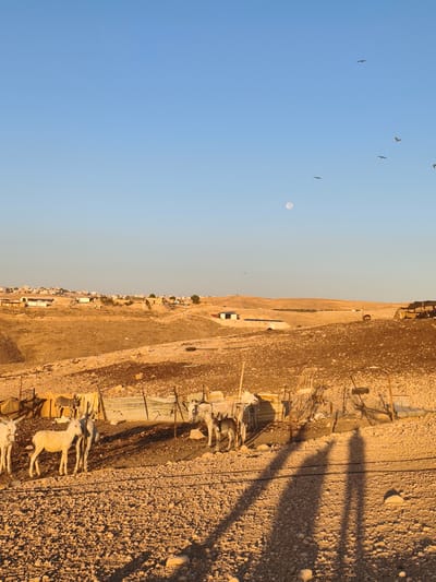 In the city of Keidar, Palestinian Territories, an arid, dusty landscape unfolds under a clear, pale blue sky. The sun, low in the sky, casts long, dramatic shadows of two individuals across the rocky, uneven terrain. In the foreground, a herd of at least five white donkeys are gathered near a fence constructed from wire mesh and wooden poles. Some donkeys are partially obscured by the fence and other animals. Behind the donkeys, canvas sheeting is stretched taut between poles, forming a makeshift shelter. In the middle ground, the landscape continues its arid appearance, with scattered structures and buildings visible in the distance, suggesting a settlement or town. The distant hills are covered in dry, sparse vegetation. High in the sky, the moon is visible as a faint white orb, and several birds are in flight, silhouetted against the blue. The overall impression is of a rural, pastoral scene at dusk.
