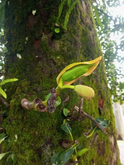 A close-up shot captures two developing jackfruit buds emerging from a moss-covered tree trunk, characteristic of the humid climate in Mahabaleshwar, India. The tree trunk itself is heavily textured and almost entirely enveloped in lush, vibrant green moss, with patches of darker bark visible underneath.

The primary subject is a larger jackfruit bud on the left, partially open, revealing a smooth, elongated, bright green structure, likely a developing fruitlet or female flower, cradled within a pale yellowish-green, boat-shaped spathe or bract. To its right and slightly below, a smaller, oval-shaped jackfruit male flower bud is visible, covered in fine, yellowish-green fuzz. Both buds are attached to a stout, short stem emerging from the mossy bark, alongside some dry, dark, twig-like remnants. Various small green leaves and other plant growths cling to the tree trunk, further enhancing the rich, green environment.

The scene depicts the natural process of flowering and early fruit development on a jackfruit tree. The lighting appears soft and diffused, suggesting a bright, possibly overcast, daytime, highlighting the fresh greens and textures of the plant life. There is no visible text in the image. The overall impression is one of natural growth and vitality in a verdant setting.
