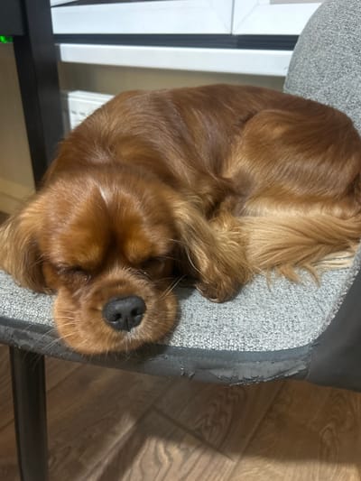 A medium shot shows a brown dog sleeping on a gray chair. The dog is curled up, with its head resting on its paws. Its eyes are closed, and its nose is visible. The dog's fur is a rich brown color, and it has a white blaze on its forehead. The chair is made of fabric and has a worn appearance. The background is blurred, but appears to be an indoor setting with a wooden floor. The image was taken at an unknown time in Sapronovo, Russia.