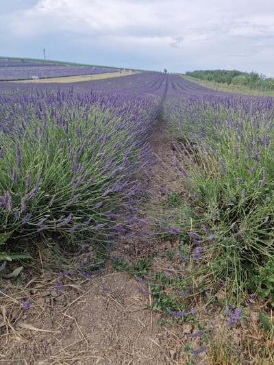 A vast field of blooming lavender stretches across a rolling landscape under a cloudy sky. The camera is positioned low, close to the ground, providing a detailed view of the lavender plants in the foreground, with their purple blooms and green stalks. A dirt path runs through the middle of the field, dividing it into sections. In the distance, more rows of lavender are visible, extending towards the horizon. The scene suggests a rural setting, likely a lavender farm in Starovičky, Czechia, given the characteristic rows of lavender and the natural, unmanicured terrain. There are no people visible in the frame. The overall impression is one of natural beauty and tranquility.