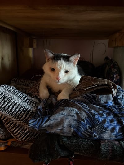 A black and white cat with green eyes rests on a pile of blankets under a wooden shelf. The cat's body is mostly white with black markings on its head and ears. It is looking down at the blankets. The blankets are patterned with various colors and textures, including blue, gray, black, and white. The wooden shelf is visible above the cat, and the background is dark and out of focus. The scene appears to be indoors, possibly in a closet or storage area. No specific location in Петряксы, Russia is discernible from the image.