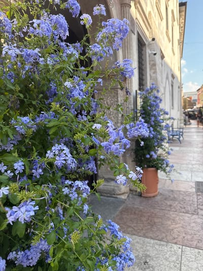 This is a ground-level, eye-level medium shot of a street scene in Trento, Italy, dominated by a dense planting of bright blue plumbago flowers in the foreground. The flowers, with their delicate five-petaled blossoms, spill out of planters and cascade down, creating a vibrant wall of color. Behind the flowers, the scene opens up to an old European street. To the left, a light-colored stone building with architectural details like arched windows and a projecting cornice suggests a historic setting. The building's facade is textured and weathered, indicating its age. To the right, a stone-paved walkway leads into the distance, lined with similar stone structures. In the background, hints of other buildings and possibly a streetlamp are visible, along with the faint silhouette of a person in the distance. The sky is a pale blue, suggesting it is daytime, possibly late afternoon given the soft lighting. The overall impression is one of urban charm and natural beauty coexisting, with the vivid blue flowers providing a striking contrast to the muted tones of the architecture. There is no visible text in the image.