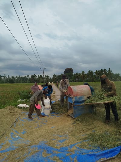 The image depicts a rural scene in Lawang, Indonesia, showing several individuals engaged in rice threshing under an overcast sky. In the foreground, a group of people are gathered around a blue and red threshing machine, actively processing harvested rice stalks. One person on the right feeds bundles of green rice stalks into the machine, while another on the left appears to be collecting the threshed grain or husks. A large blue tarp is spread on the ground beneath and around the machine, covered extensively with golden threshed rice kernels (paddy) and some green plant debris. White bags, likely for collecting the threshed grain, are visible near the workers. One man holds a pink plate or frisbee, potentially used in the process.

In the mid-ground, a dirt road separates the working area from a vast green rice paddy field on the left. Further down the road, more people and a motorcycle can be seen. The background features a dense line of palm trees and other vegetation, characteristic of a tropical agricultural region. Power lines stretch across the cloudy sky, supported by wooden poles along the road. Some individuals wear face coverings or headscarves, possibly for protection from dust, sun, or for cultural reasons. The text "SUKSES BARU JAYA" (Success New Victory/Glory) and "MESIN PADI" (Rice Machine), along with "CV SAMUDRA JAYA," are faintly visible on the side of the threshing machine. The overall atmosphere suggests a busy, productive workday in a farming community.