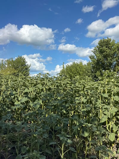 The image depicts a field of tall, green sunflowers under a bright blue sky with scattered white clouds. The sunflowers are in various stages of growth, with many showing developing buds. In the background, dense green trees form a line along the horizon. The overall scene is one of a rural landscape on a sunny day, located in Viazivok, Ukraine. There are no people or animals visible in the image.