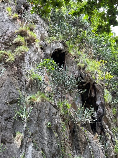 The image captures a close-up, low-angle view of a rocky cliff face in Krasom, Thailand, overgrown with lush vegetation. The cliff is textured with various shades of gray rock, exhibiting cracks and crevices. Numerous plants, including succulents with fleshy, segmented stems and feathery moss-like growths, cling to the rock. Some branches with broad green leaves extend into the frame from the top left, suggesting the presence of trees above. A dark opening in the rock, resembling a small cave or crevice, is visible towards the upper left quadrant. The scene is illuminated by natural daylight, likely in the daytime, with diffused light suggesting it might be overcast or the sun is high in the sky. The overall impression is one of a wild, natural environment where plant life thrives on the rugged terrain. No people, objects, text, or specific events are discernible.