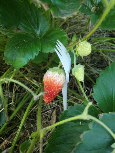A close-up shot captures a partially ripe strawberry on a plant, with a white plastic fork positioned behind it. The strawberry exhibits a gradient of color, transitioning from white at the top to a deep red at the bottom, indicating it is nearing ripeness. Several small, unripe green strawberries are visible nearby, along with lush green leaves and stems characteristic of a strawberry plant. The background consists of dry grass and soil, suggesting an outdoor environment. The scene is set in Chornomors'ke, Ukraine.