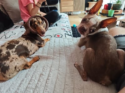 The media file shows two dogs on a sofa. On the left, a dapple dachshund is lying down with a brown ring toy around its head. On the right, a brown and white dog is sitting, looking towards the camera with its head tilted. In the background, a person in a pink shirt and black pants is partially visible, holding a leash. The sofa is covered with a white blanket with a playful pattern. The setting appears to be a living room, with a wooden cabinet and furniture visible in the background. The time of day is not clearly indicated, but the indoor setting suggests it is daytime. The overall mood seems relaxed and playful, with the dogs appearing alert and engaged. There is no visible text in the media file.