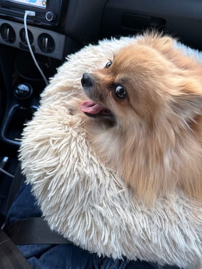 The scene depicts the interior of a vehicle, presumed to be in Bourg-lès-Valence, France, as per contextual information provided. A small, fawn-colored Pomeranian-type dog is the central subject, positioned within a round, light beige, fluffy pet bed. The dog's head is turned upwards and slightly to its left, with its mouth slightly ajar, revealing a pink tongue, and wide, dark eyes. Its fur is dense and long. The pet bed rests on a surface, which is identifiable as a human lap covered in dark blue denim jeans, secured by a black seatbelt strap. In the upper left background, portions of a vehicle's dashboard are visible, including a dark infotainment screen displaying what appears to be a navigation interface, two circular air vents, and other dark control knobs/buttons. A white USB charging cable is plugged into a port below the screen. Further down, part of a dark, spherical gear shift knob is discernible on the center console. The lighting suggests ambient daylight entering the vehicle.