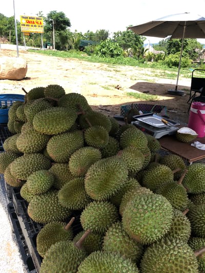 This image shows a large pile of durians, a spiky fruit native to Southeast Asia, displayed outdoors. The durians are predominantly green and vary in size. Some appear to be cut open, revealing their creamy yellow flesh.
In the background, a shaded area suggests a market stall or roadside vendor, with an umbrella providing shade. A pink cooler and a portable scale are also visible. The setting appears to be rural or semi-rural, with greenery and trees surrounding the area. A sign with Vietnamese text is partially visible, indicating "TRẠM DỪNG CHÂN" which translates to "Rest Stop" and other food offerings.
The lighting suggests it is daytime, likely mid-morning or afternoon, given the shadows cast by the umbrella and the durians. The overall scene conveys a sense of commerce and local produce being sold. There are no people clearly visible in the image, focusing the attention entirely on the fruit and the immediate environment. The presence of the scale and the open durian suggest preparation for sale or recent transactions. The abundance of durians points to a season where this fruit is readily available.