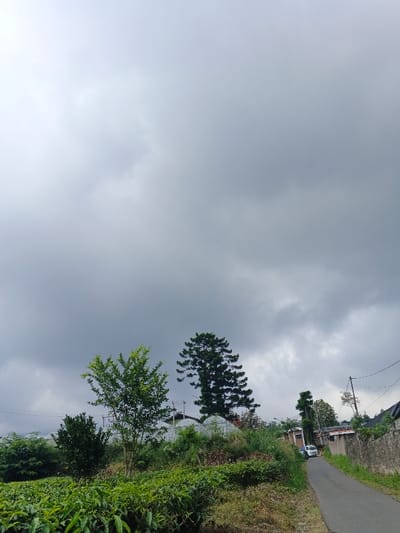 The image displays an outdoor scene in Koipa, Papua New Guinea, under overcast sky conditions, with approximately 70% of the frame's upper portion filled with dense grey clouds. In the foreground and midground on the left, a field of short, dark green leafy plants, consistent with a tea plantation, is visible. Several trees are present, including a prominent light green deciduous tree in the mid-left and a taller, dark green coniferous tree behind it to the right. In the mid-left background, multiple white, dome-shaped structures, likely greenhouses, are partially visible amidst the foliage. A narrow, dark grey asphalt road curves uphill from the mid-right towards the upper right. A white four-door sedan is parked on the left side of this road, facing uphill, with its rear visible. A low, rough-hewn stone or concrete wall borders the right side of the road, extending into the distance. A utility pole with overhead power lines is situated on the far right. No individuals are present in the scene.