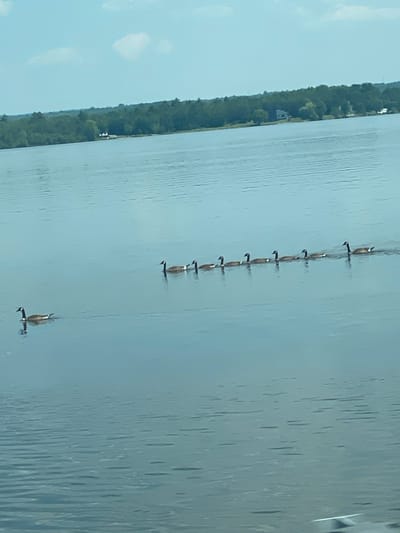 A flock of nine Canadian geese swims in formation across a wide, calm body of water, likely a lake or river, under a bright, clear sky with a few scattered clouds. The geese are arranged in a diagonal line, with one goose swimming slightly ahead and to the left of the main group. The water is a muted blue-gray, reflecting the sky and creating subtle ripples. In the background, a dense line of dark green trees forms the shoreline, with a few buildings, including what appears to be a white house, visible nestled within the treeline. The overall impression is one of a serene, natural landscape. The exact location within the city of East Hawkesbury, Canada, is not discernible from the image alone.