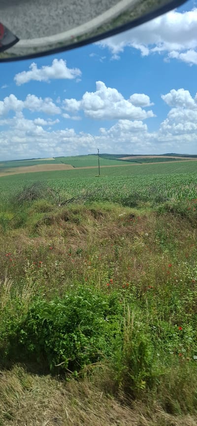 The image depicts a vast, cultivated landscape under a bright blue sky dotted with fluffy white clouds. The foreground is dominated by wild grasses and a patch of green bushes, with scattered red poppies and some white flowers. Beyond this natural growth, extensive fields of young green crops, likely corn, stretch across rolling hills. In the middle ground, a single wooden utility pole stands in the field. The horizon is marked by more fields, some appearing brown or fallow, and a line of distant trees. The overall scene suggests a rural setting in or near Ovcha Mogila, Bulgaria, characterized by agricultural land and open sky.