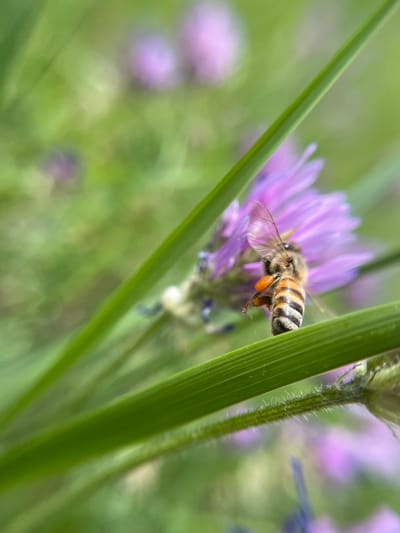 A honeybee is positioned against a purple flower and green plant stems. The bee has a light brown thorax with dark bands on the abdomen and orange pollen sacs. It is in flight, its wings visible. The background is a blurred mix of green and purple, indicating other plants and flowers. The location of Popasne, Ukraine, does not provide forensic value to the image.