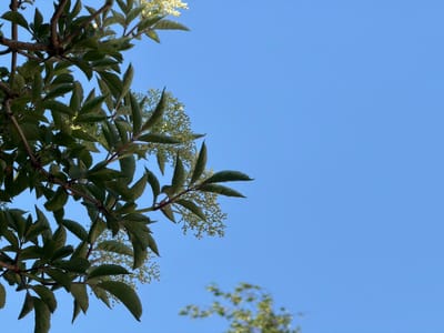 The image presents a partial view of green foliage against a clear blue sky. The leaves and stems, located in the upper-left quadrant, appear to belong to a tree branch. Small white flower clusters are interspersed among the leaves. At the bottom, slightly right of the image center, is a hint of a blurred treetop. The scene, set in Pentre, United Kingdom, appears to be taken outdoors, possibly in a park or garden, during daylight. There are no people visible. The focus is on the natural elements of vegetation and sky.