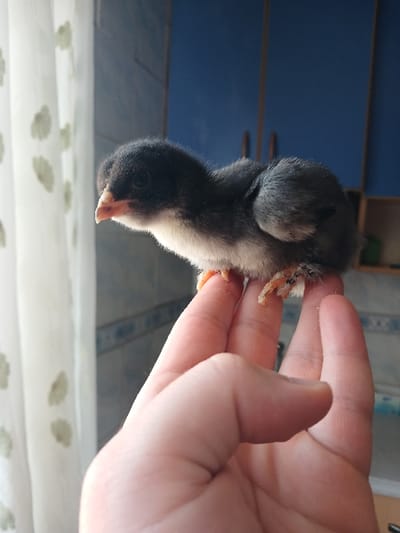 A small, black and white chick is perched on the outstretched index finger of a human hand. The chick has its wings folded and appears to be resting. The hand is positioned in the foreground of the image, with a portion of a white curtain and a blue wall visible in the background. The photo appears to have been taken in a residential setting. The location is Özdere, Türkiye, with coordinates 38.016, 27.129.