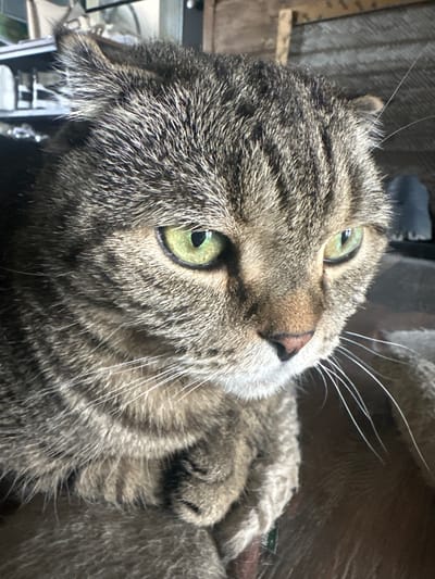 The image is a close-up, eye-level shot of a tabby cat's face, focusing on its right side. The cat has striking green eyes and its fur is a mix of grey, black, and brown stripes. Its ears are slightly folded back, giving it a concerned or alert expression. The cat is positioned indoors, likely in a residential setting in Khvoynoe Kp, Russia, as suggested by the background which includes blurred elements that appear to be furniture or shelving. The lighting suggests an indoor environment, possibly with natural light filtering in. There are no people visible in the image.