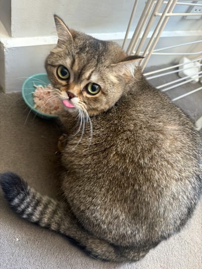 A high-angle shot depicts a tabby cat with green eyes and a pink tongue sticking out, leaning towards a small blue bowl filled with wet cat food. The cat’s tail, featuring dark stripes, rests on a gray carpet. A white, metal cage-like structure is partially visible in the background on the left. The photo was taken in Guildford, United Kingdom.